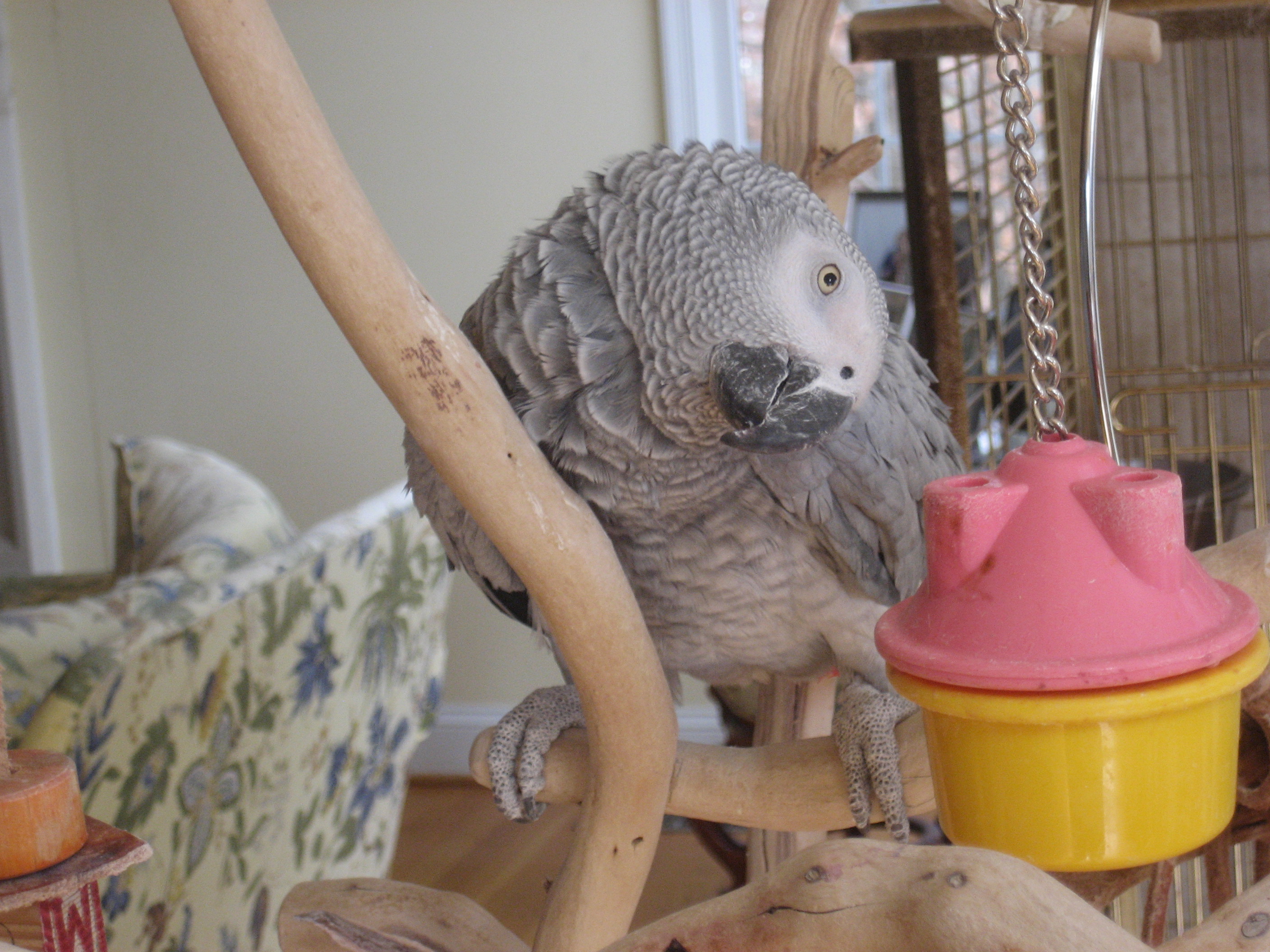 Graycie, our African Gray