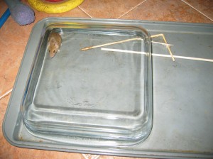 how's this for a humane mousetrap?