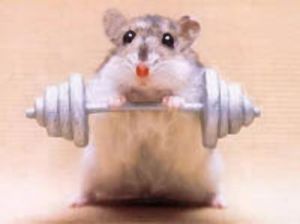 sadly, this rat looks cuter than I do at the gym