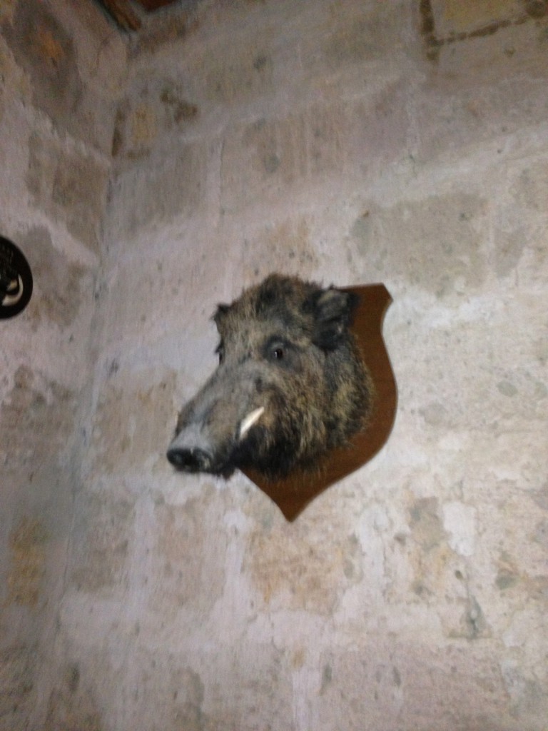 what every castle needs--an ancient boar mounted on the wall