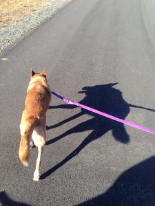 notice the wolf-like shadow: even on a leash, she wanted to be a wild wolf
