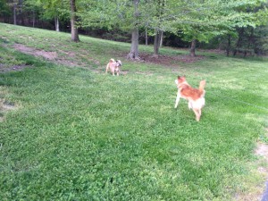Bridget loved to bark dogs along her walk (seen here with neighbor dog Sprocket)