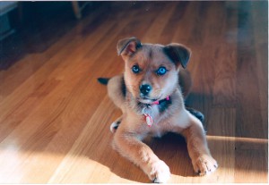 Bridget as a bright-eyed pup